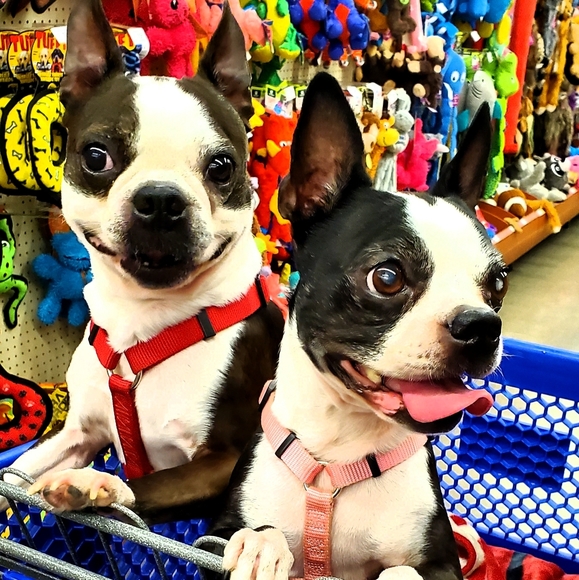 Meet your Posher, Posh - Picture 3 of 8